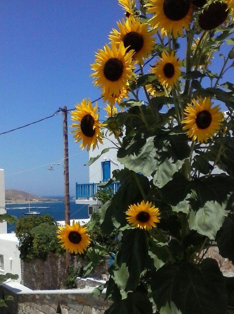Athina'S Blue Studios เนาซา ภายนอก รูปภาพ